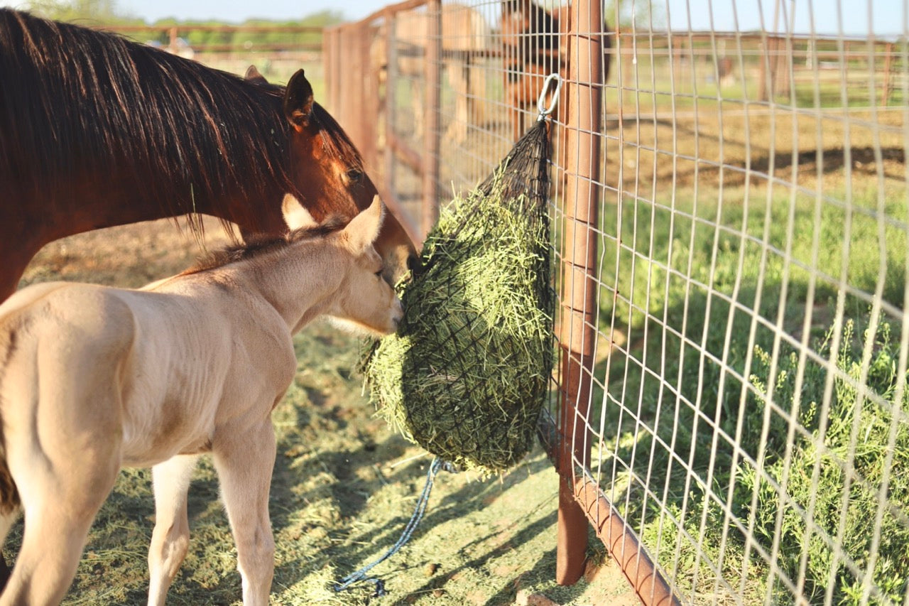 Hay Chix® Half Bale Net  1 3/4